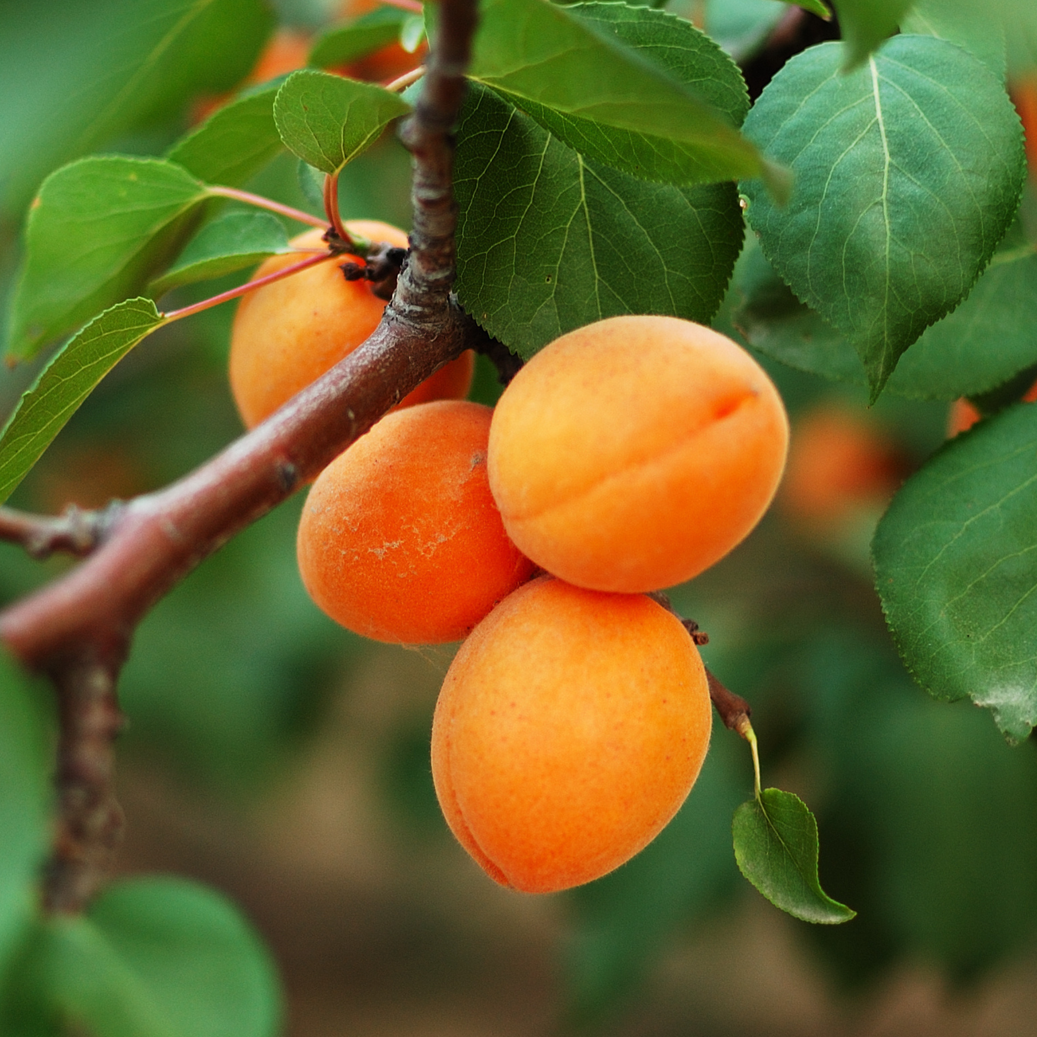 Close-up of ripe golden-orange fruit growing on a Moorpark Apricot tree