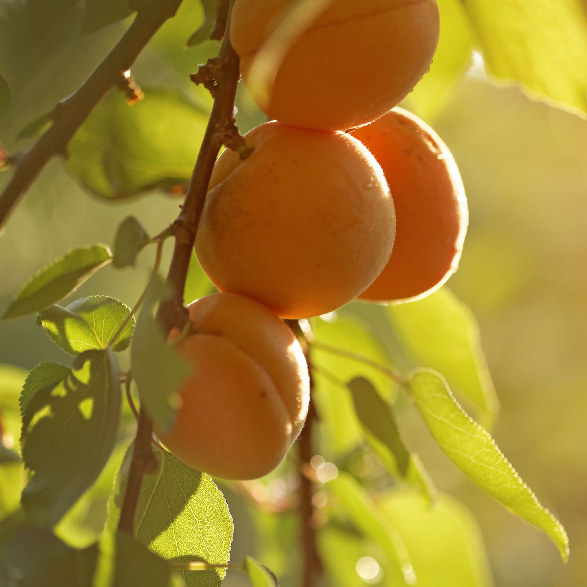 Close-up of ripe orange fruit growing on a Royalty Apricot tree