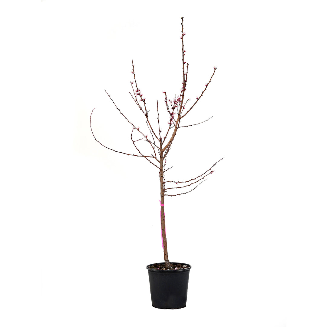 Potted Sweet Gem Apricot tree with bare branches and pink spring blossoms