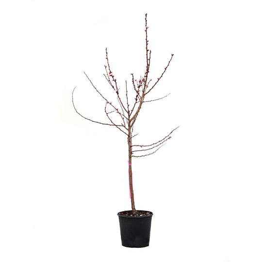Potted Sweet Gem Apricot tree with bare branches and pink spring blossoms
