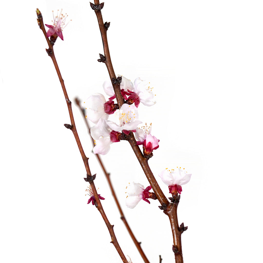Close-up of delicate white and pink blossoms on a Sweet Gem Apricot tree branch