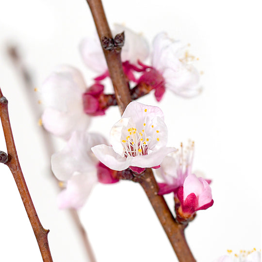 Macro close-up of white and pink blossoms on a Sweet Gem Apricot tree branch
