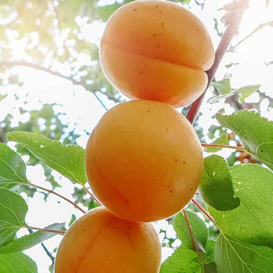 Close-up of ripe orange fruit growing on a Sweet Gem Apricot tree