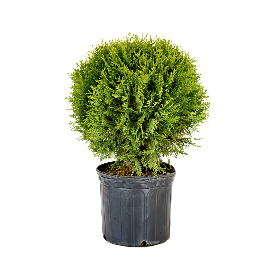 Potted Danica Arborvitae shrub with dense globe-shaped green foliage in a black nursery pot