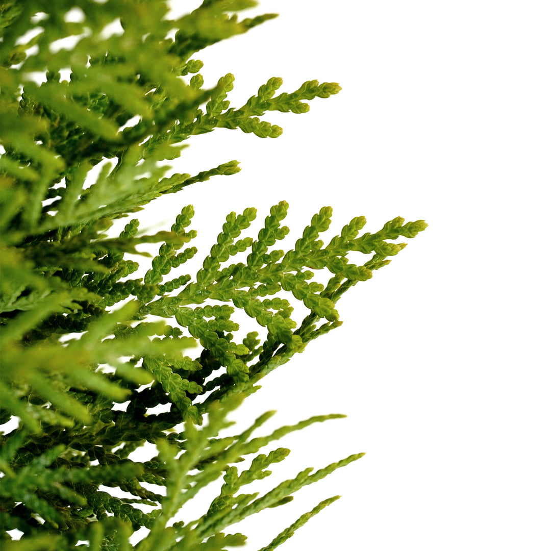 Close-up of bright green fan-like foliage on a Danica Arborvitae shrub
