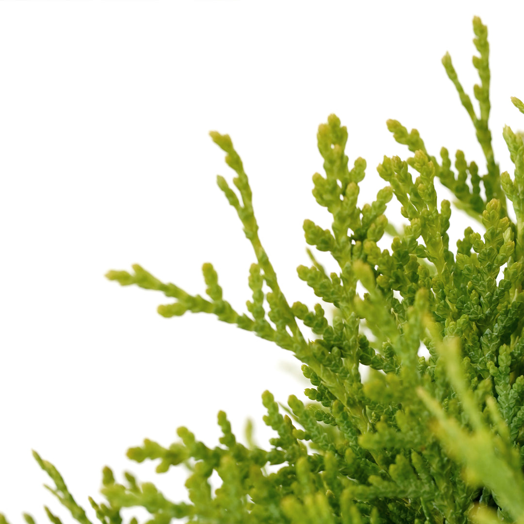 Macro close-up of a bright green branch spray on a Danica Arborvitae shrub