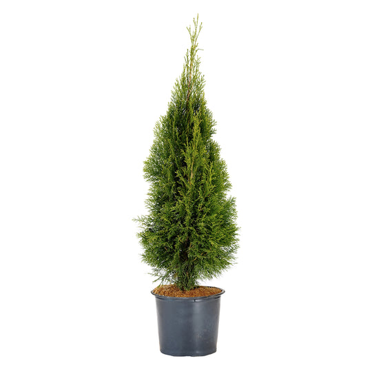 Potted Emerald Green Arborvitae tree with dense green foliage in a black nursery pot