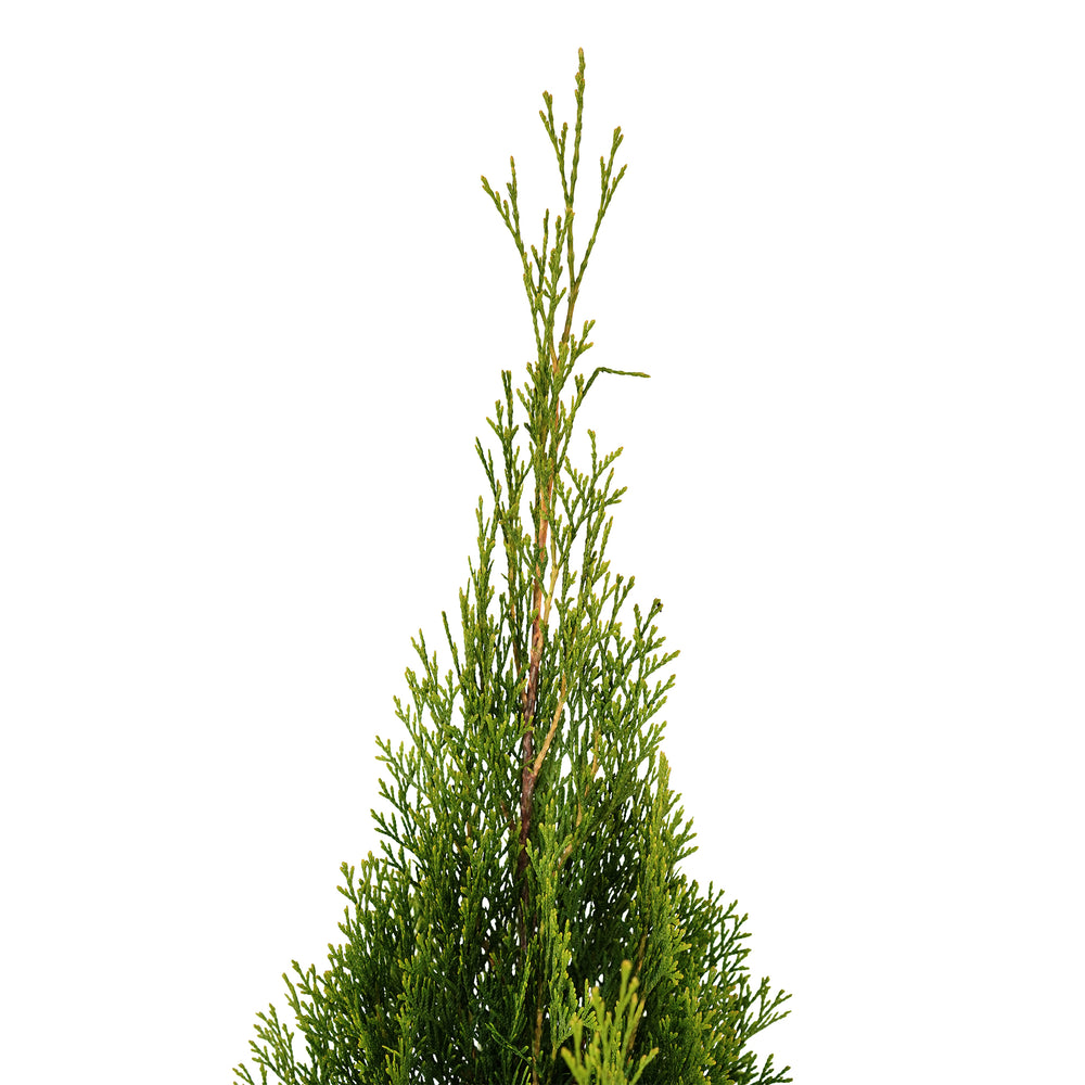 Close-up of the upright peak and bright green foliage on an Emerald Green Arborvitae tree