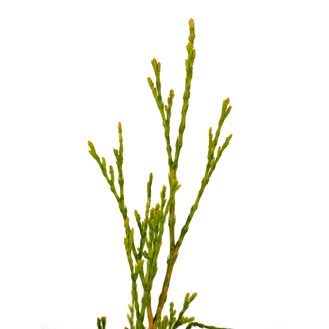 Macro close-up of a bright green branch spray on an Emerald Green Arborvitae tree