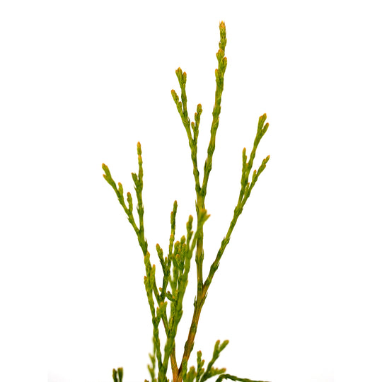 Macro close-up of a bright green branch spray on an Emerald Green Arborvitae tree