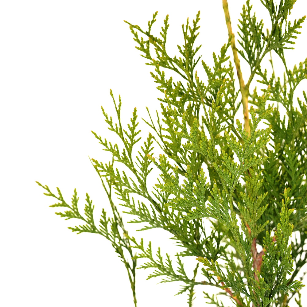 Close-up of dense green foliage on a Green Giant Arborvitae tree