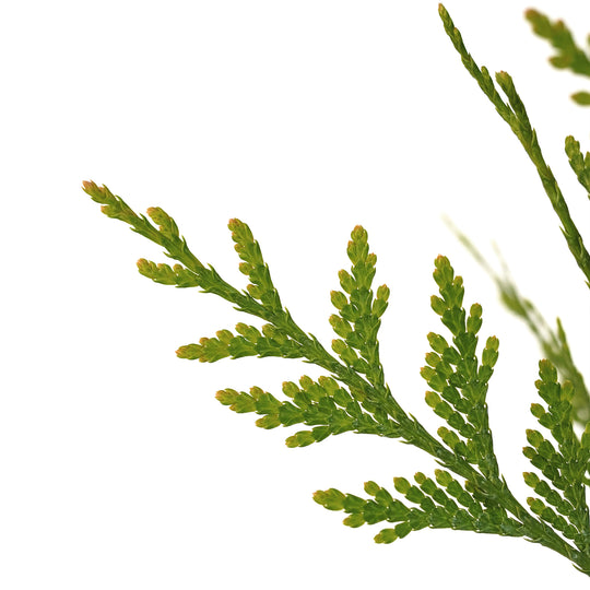 Macro close-up of a bright green branch spray on a Green Giant Arborvitae tree