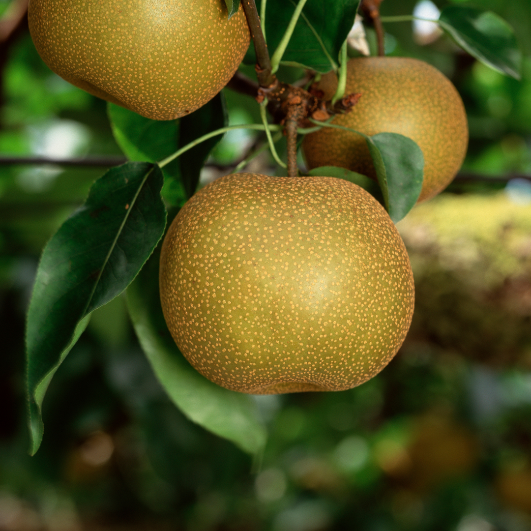 Close-up of a ripe russet golden-bronze fruit on a Shinko Asian Pear tree branch