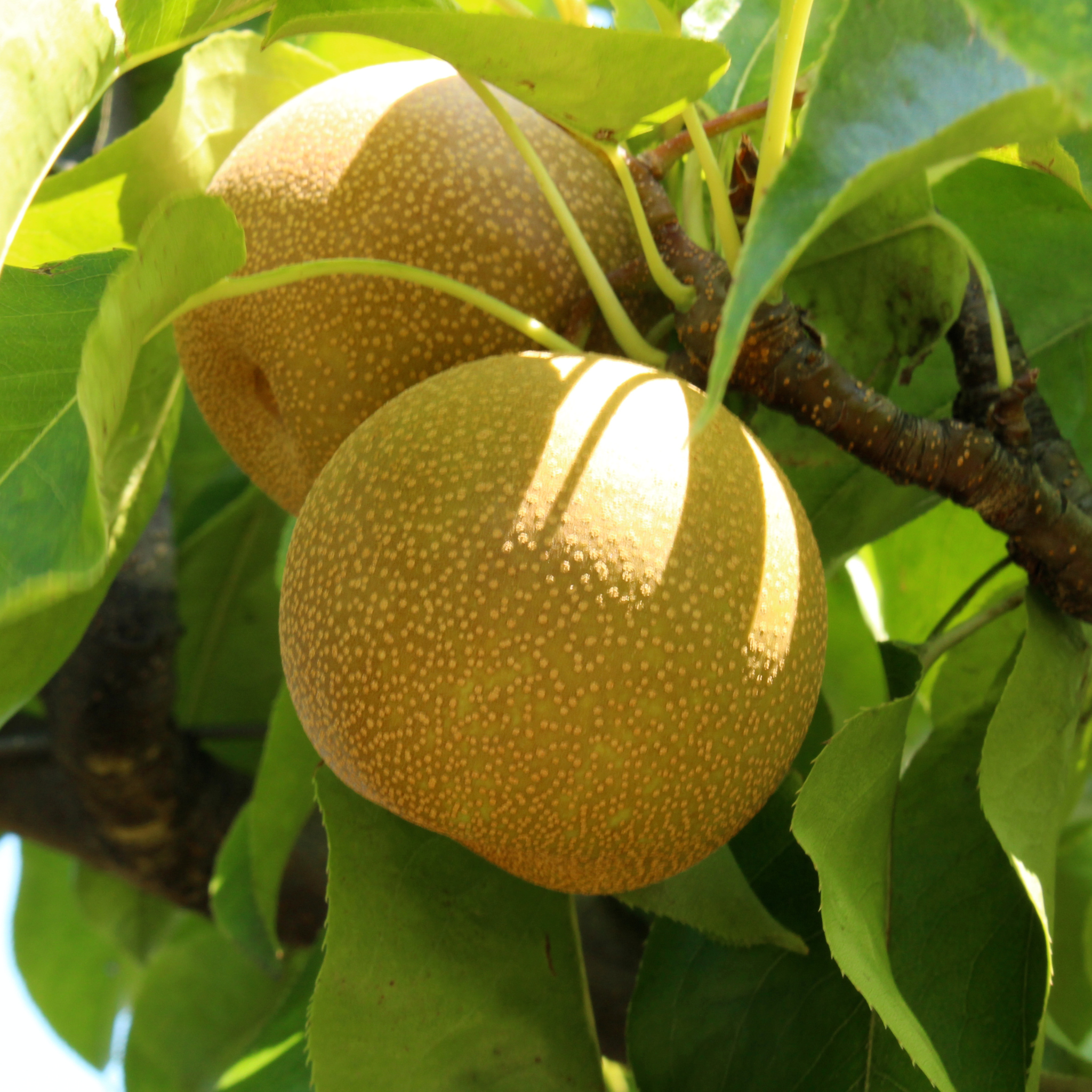 Close-up of ripening golden-yellow fruit on a Shinseiki Asian Pear tree branch
