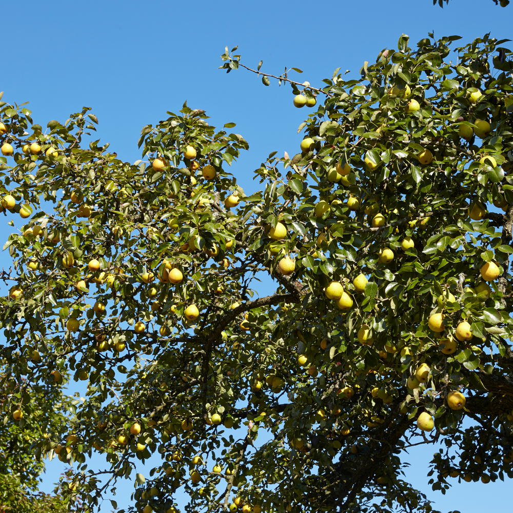 A high-yield Shinseiki Asian Pear tree with branches heavy with ripe golden fruit