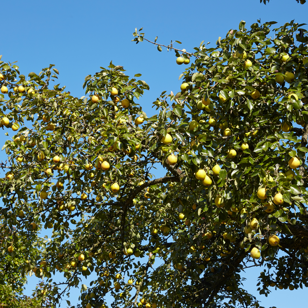 A high-yield Shinseiki Asian Pear tree with branches heavy with ripe golden fruit