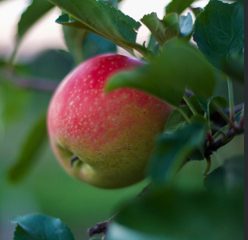 Apple, Honeycrisp