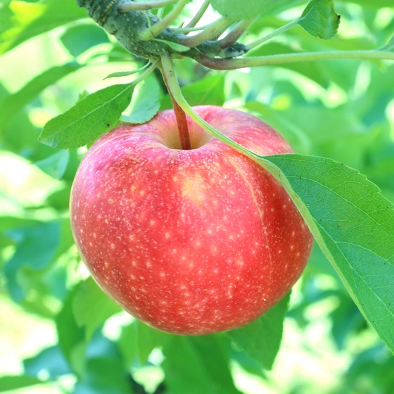 Container, Apple, Gala, 1G