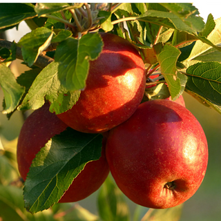 Container, Apple, Jonathan, 1G