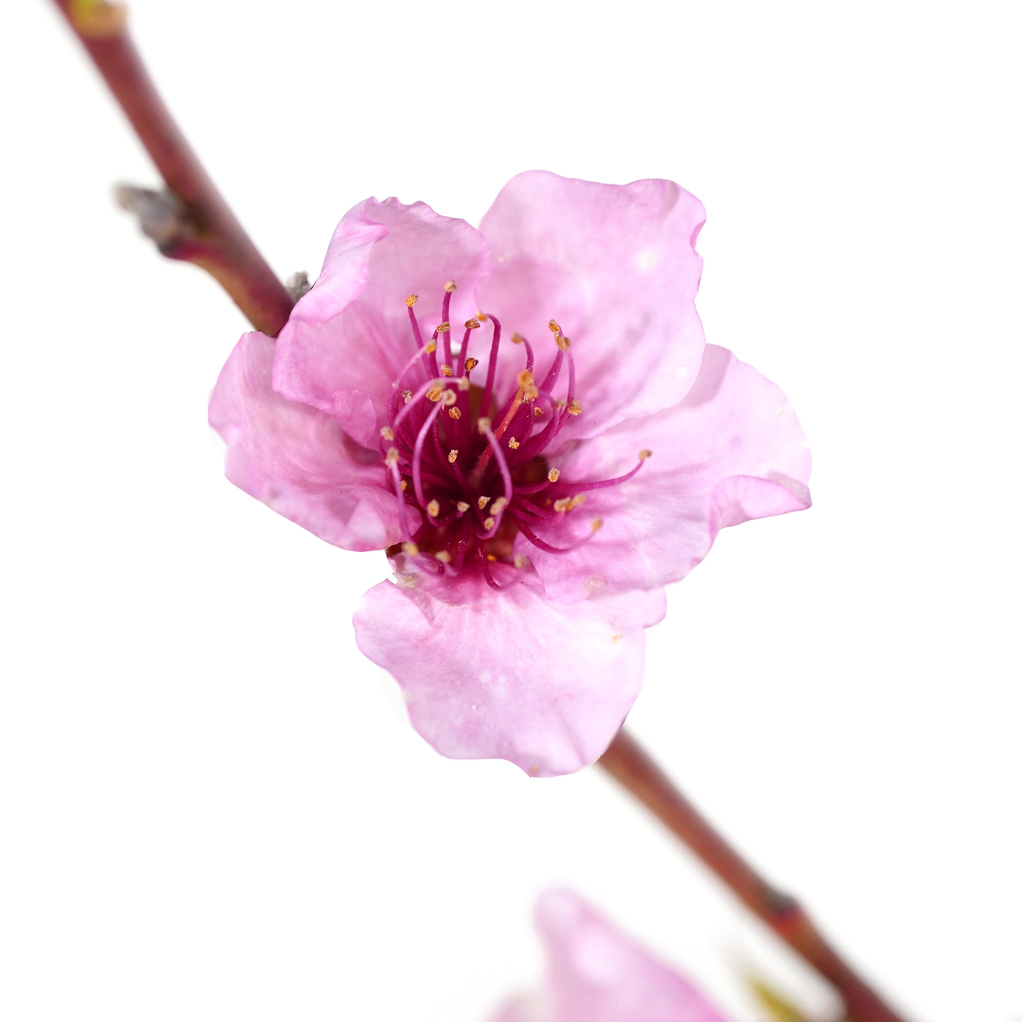 Peach, Big Red – Freedom Tree Farms