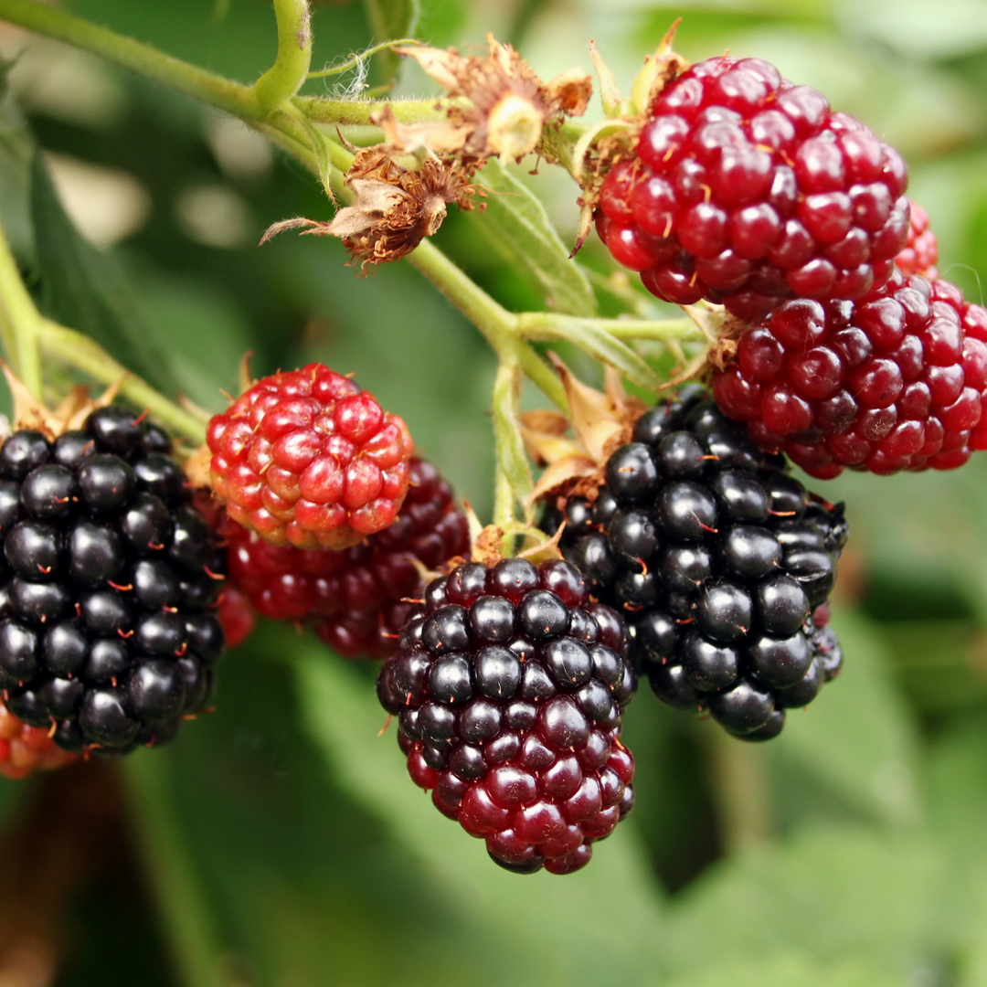 Close-up of a cluster of ripening berries on an Apache Blackberry bush