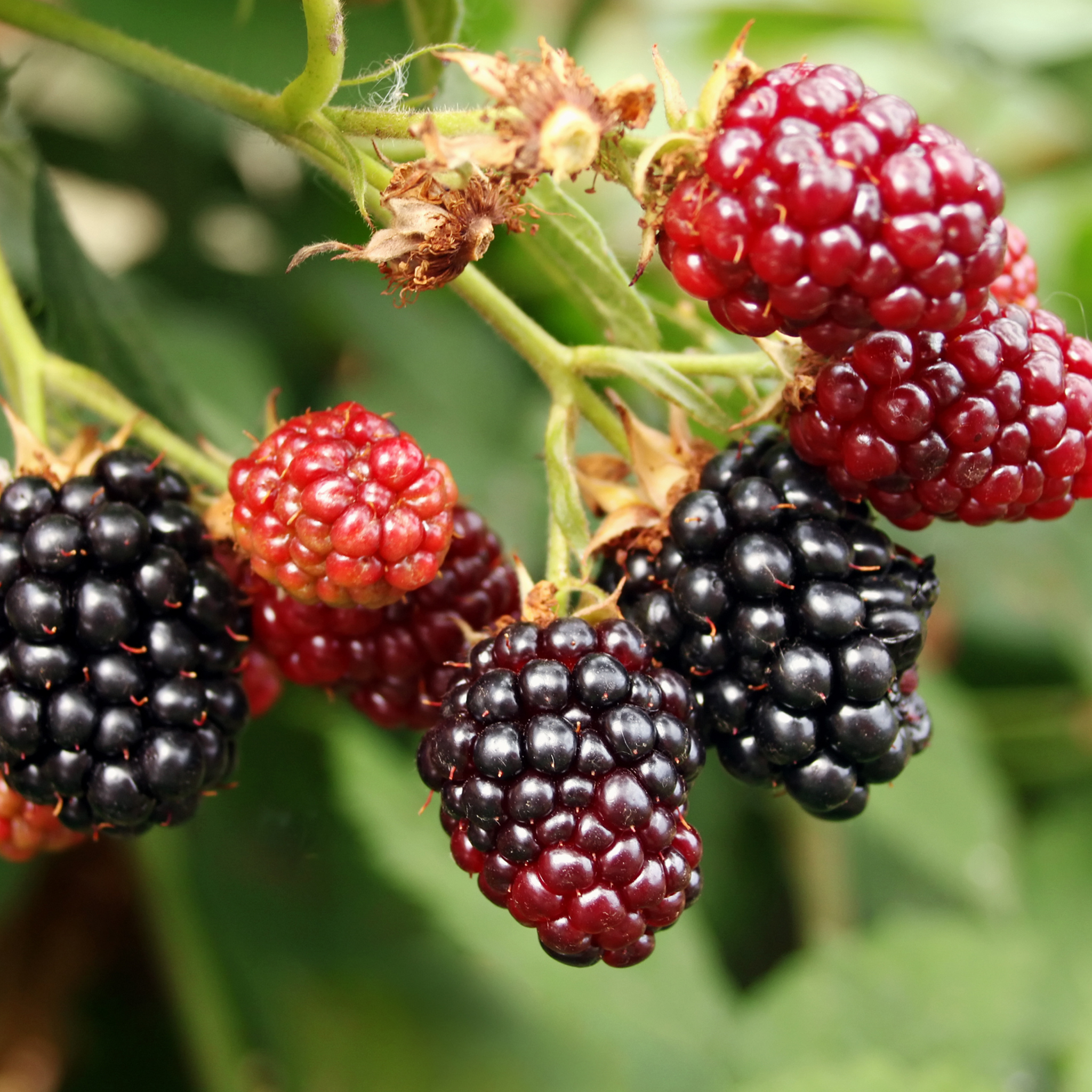 Close-up of a cluster of ripening berries on an Apache Blackberry bush