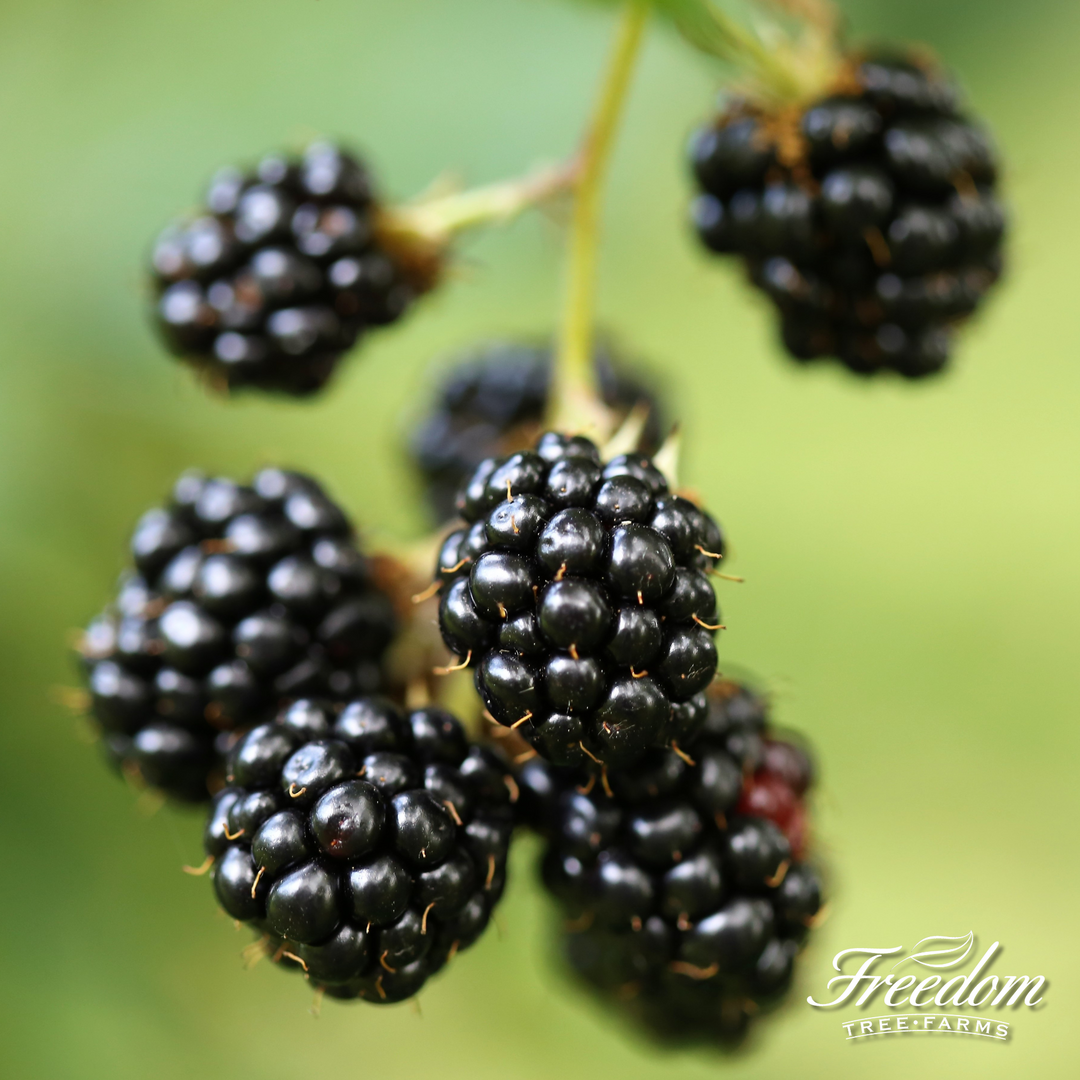 Close-up of a cluster of ripening berries on an Arapaho Blackberry bush