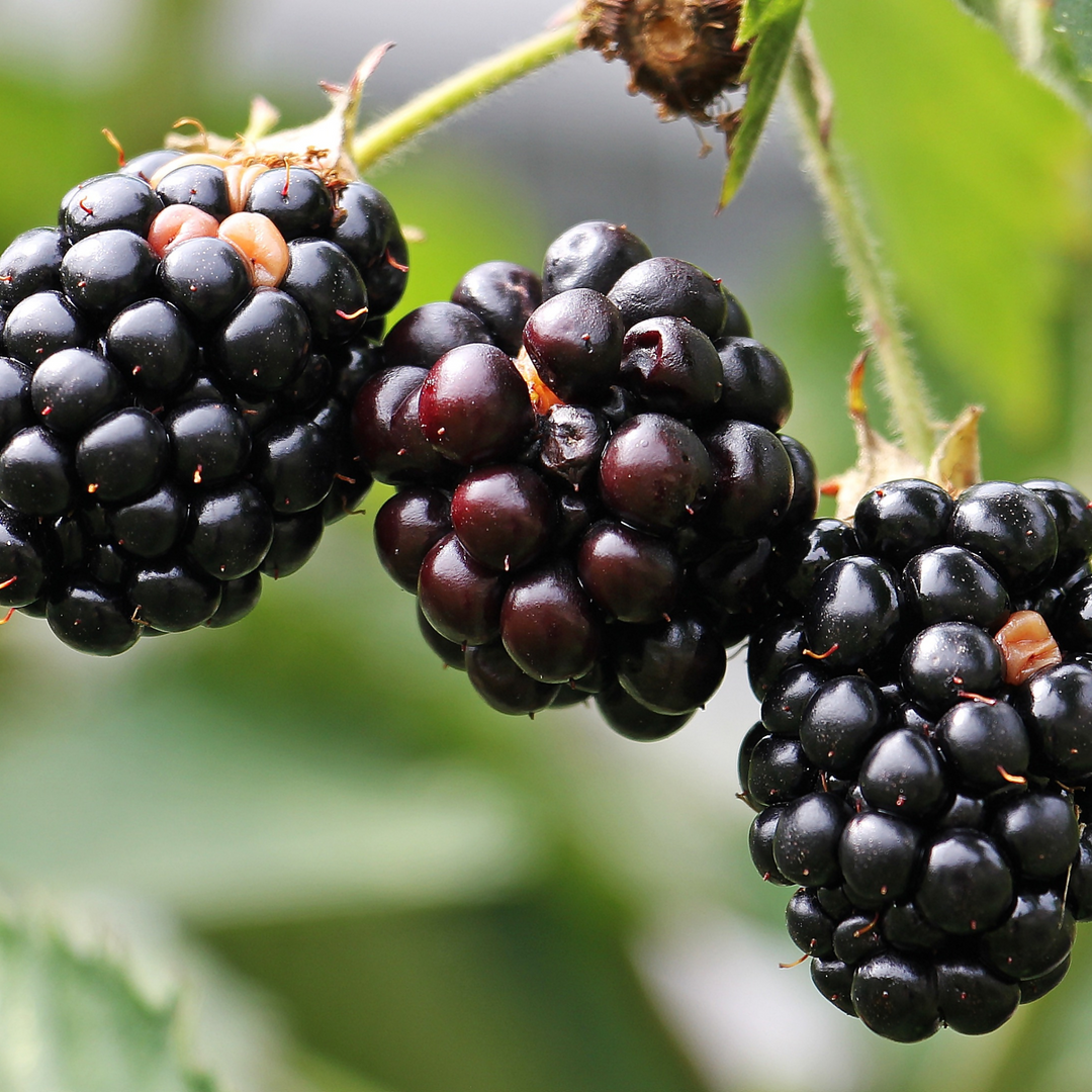 Close-up of a cluster of ripening berries on a Black Satin Blackberry bush