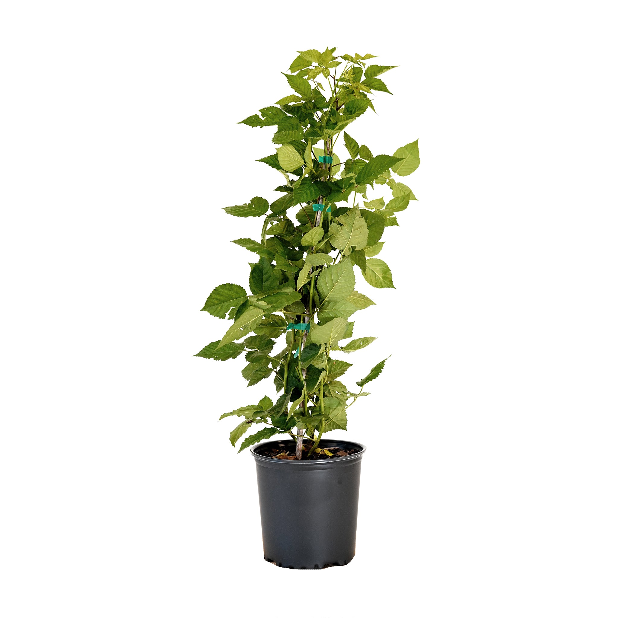 Potted Triple Crown Blackberry bush with dark green foliage in a black nursery pot