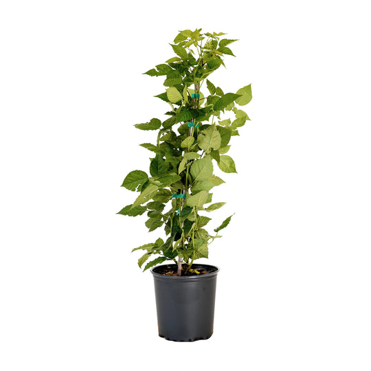 Potted Triple Crown Blackberry bush with dark green foliage in a black nursery pot