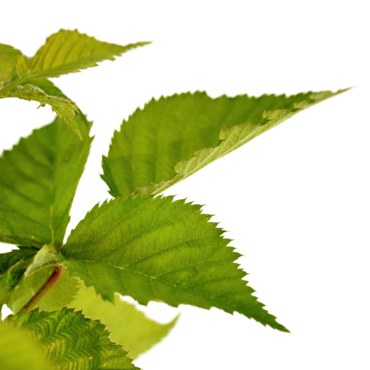 Macro close-up of a bright green leaf on a Triple Crown Blackberry bush