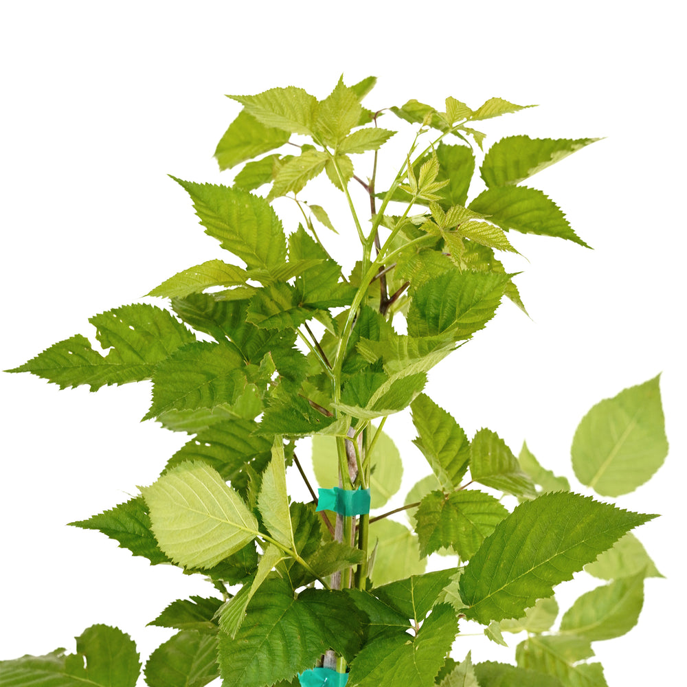 Close-up of bright green leaves and upright canes on a Triple Crown Blackberry bush