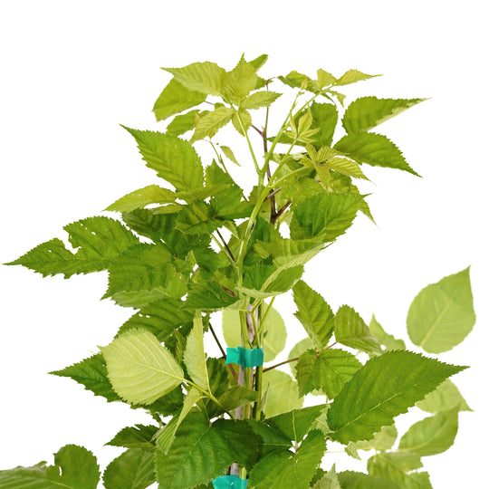 Close-up of bright green leaves and upright canes on a Triple Crown Blackberry bush
