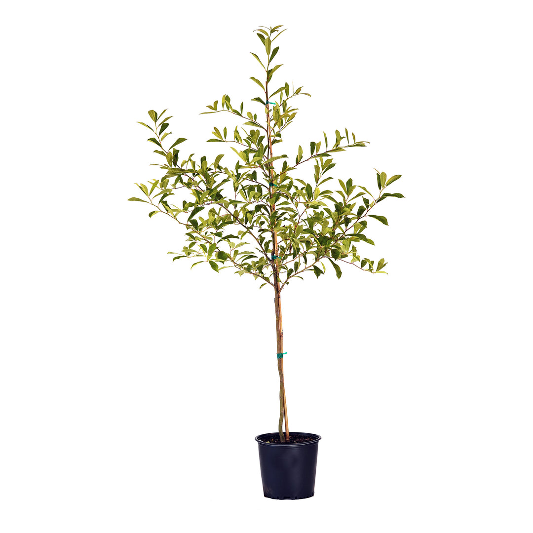 Potted Blackgum tree with green foliage in a black nursery pot