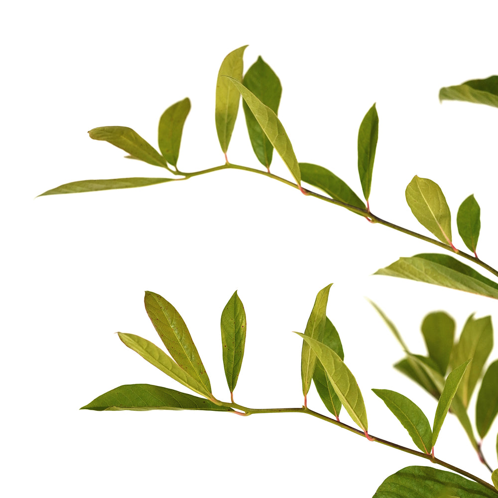 Close-up of bright green leaves on a Blackgum tree branch