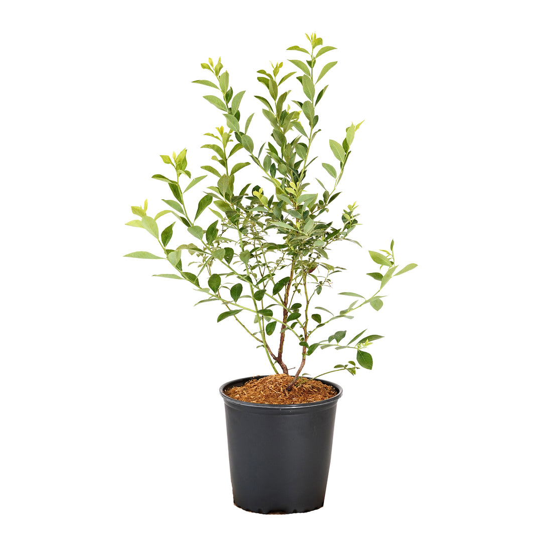 Potted Austin Rabbiteye Blueberry bush in a black nursery pot