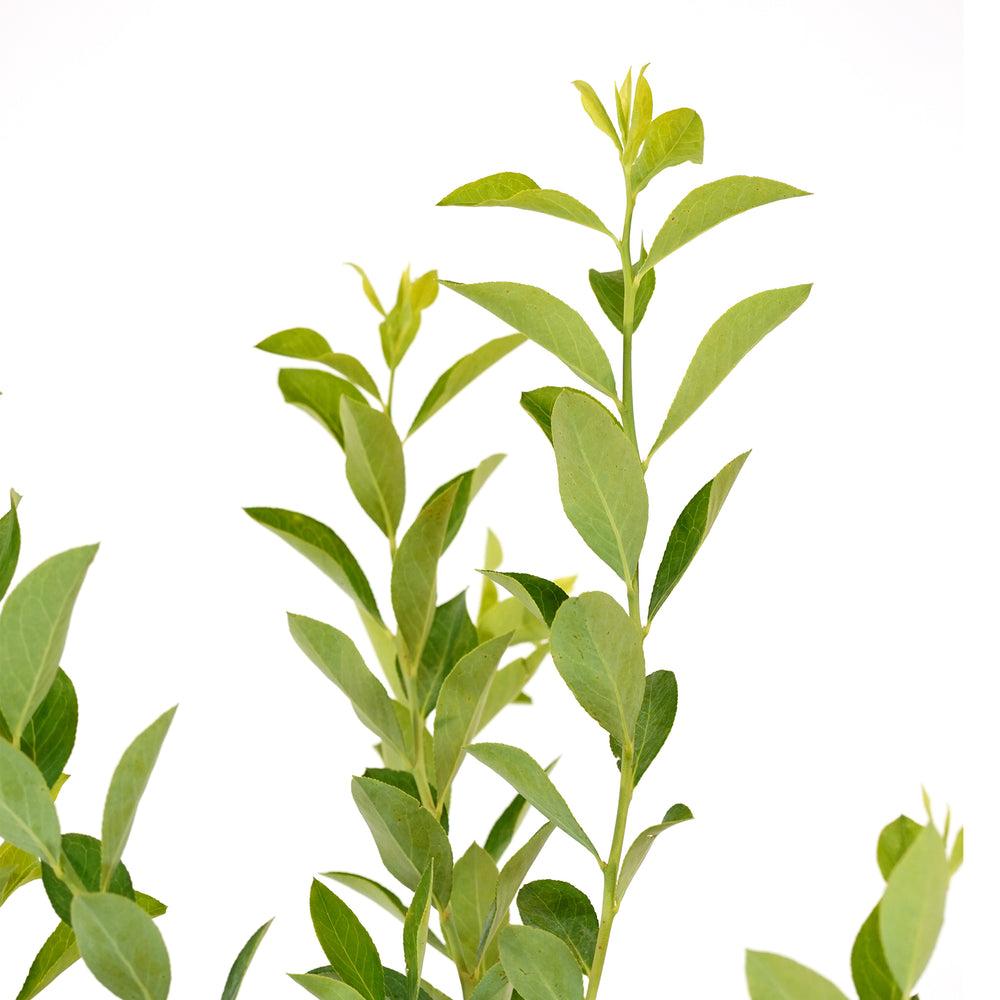 Close-up of fresh green leaves growing on an Austin Rabbiteye Blueberry bush branch