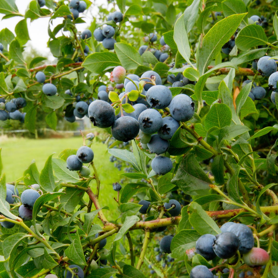 Close-up of a high-yield cluster of ripe blue berries on a Blue Ridge Blueberry bush