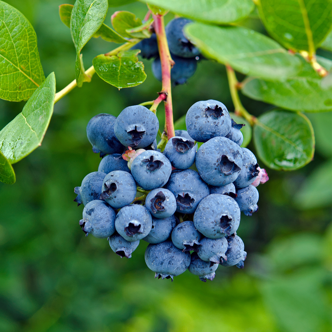 Close-up of a high-yield cluster of ripe blue berries on a Bluecrop Blueberry bush branch