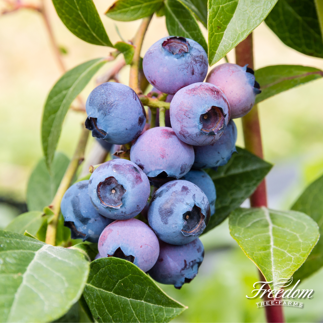 Close-up of a high-yield cluster of ripe blue berries on a Bluejay Blueberry bush branch