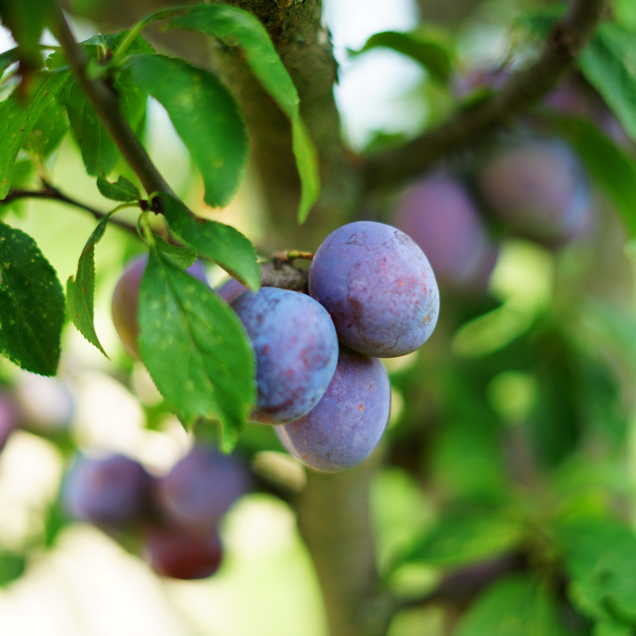 Close-up of ripening blue berries growing on a Blueray Blueberry bush branch