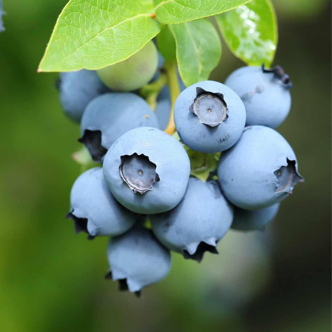 Potted Brightwell Rabbiteye Blueberry bush in a black nursery pot