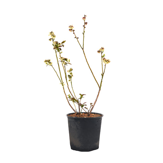 Potted Brigitta Blueberry bush in a black nursery pot