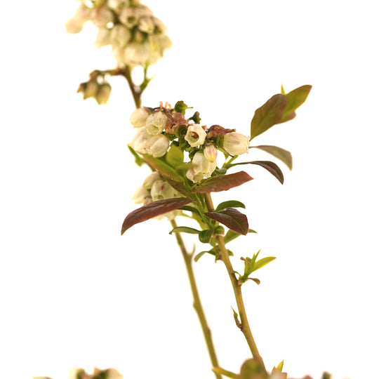 Close-up of cream-colored bell flowers blooming on a Brigitta Blueberry bush branch