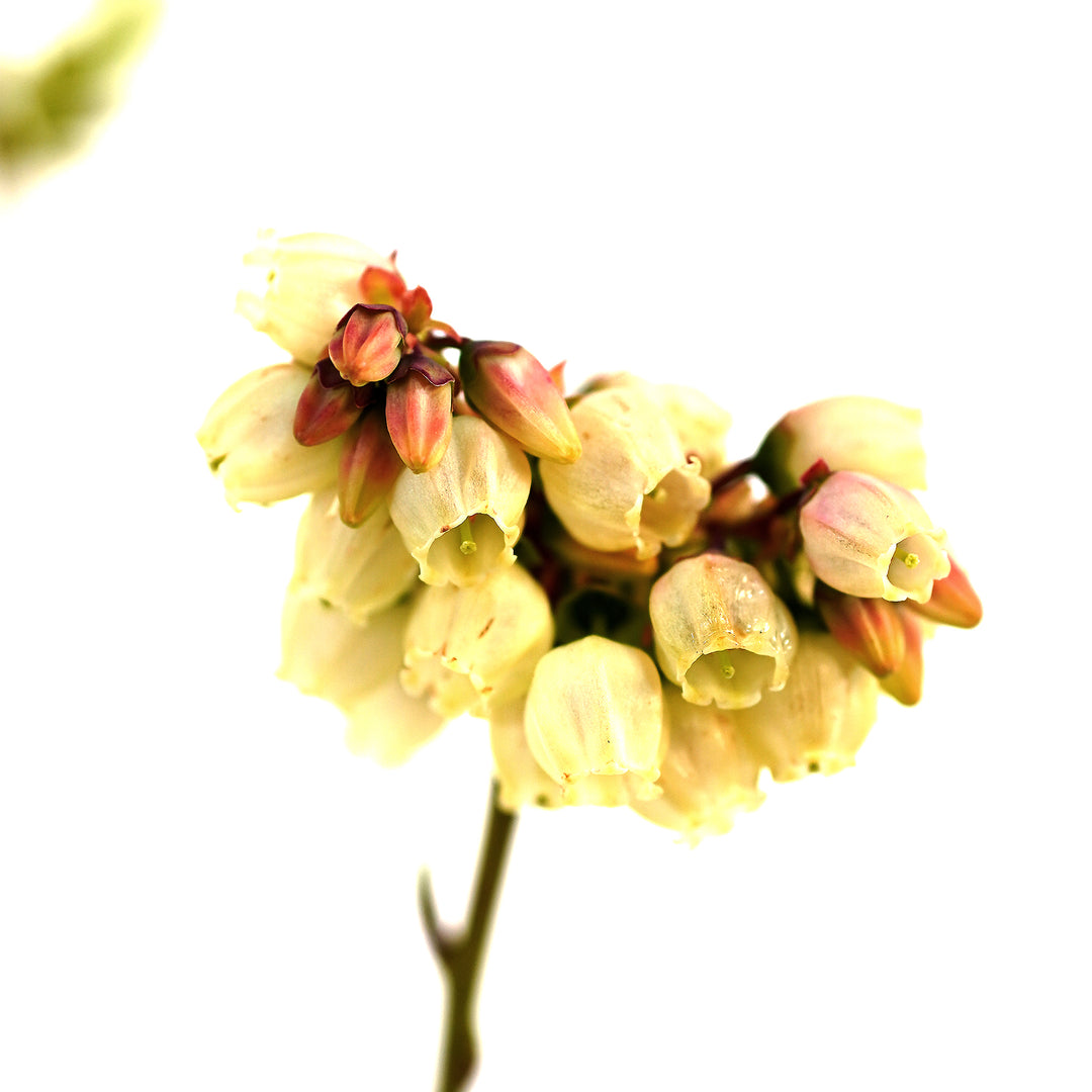 Close-up of pink-striped white bell flowers blooming on a Brigitta Blueberry bush branch