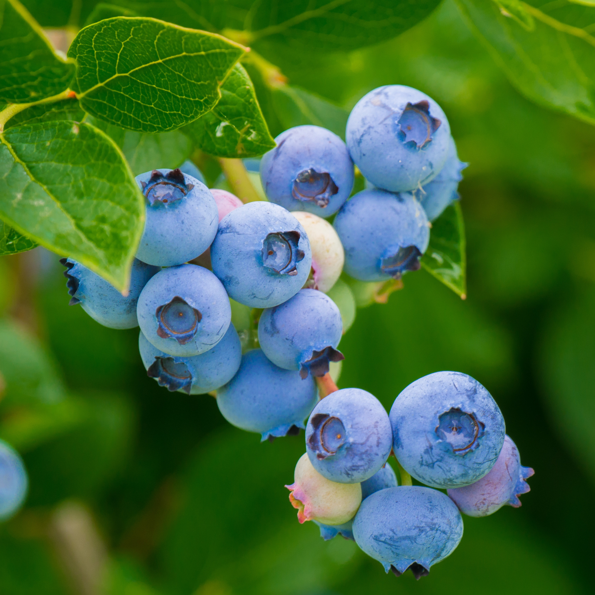 Close-up of a high-yield cluster of ripe blue berries on a Brigitta Blueberry bush branch