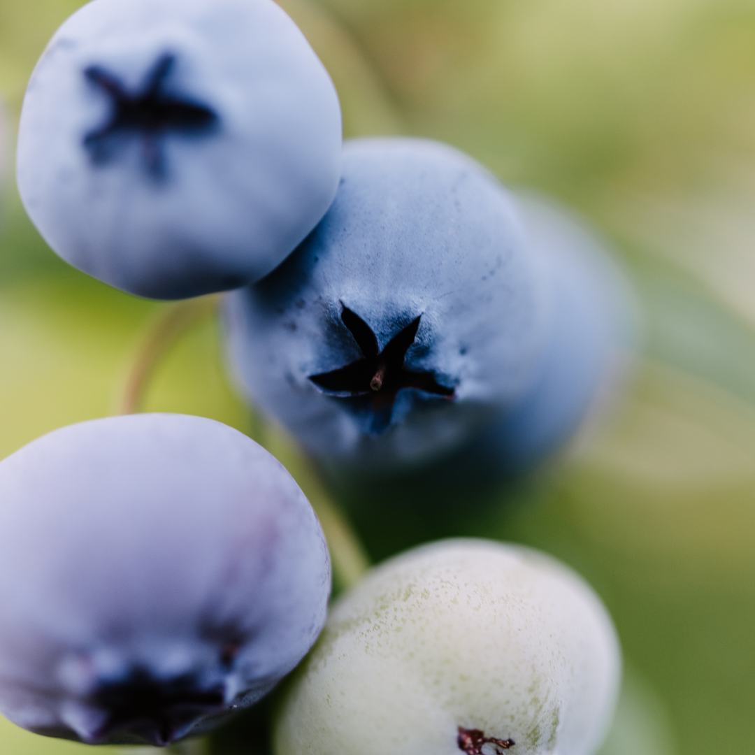 Macro close-up of ripe powder-blue berries on a Climax Rabbiteye Blueberry bush