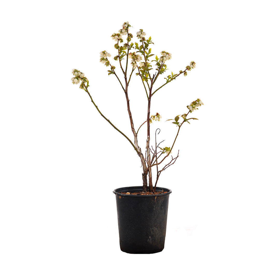 Potted Duke Blueberry bush in a black nursery pot