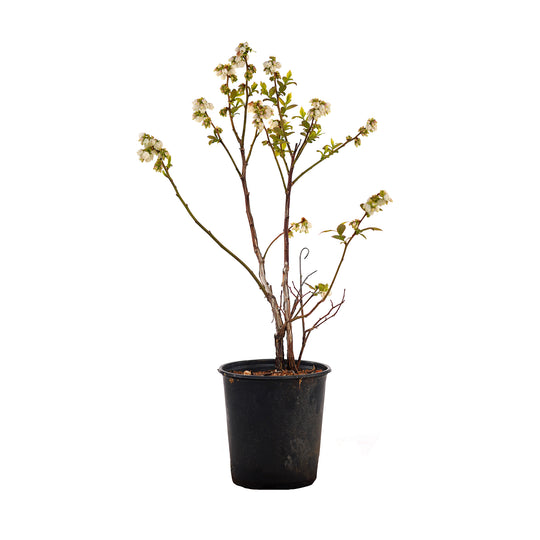 Potted Duke Blueberry bush in a black nursery pot