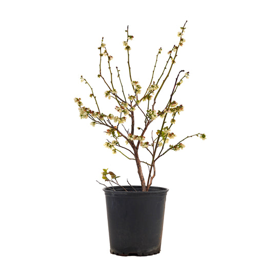 Close-up of a potted Duke Blueberry bush with spring flower buds